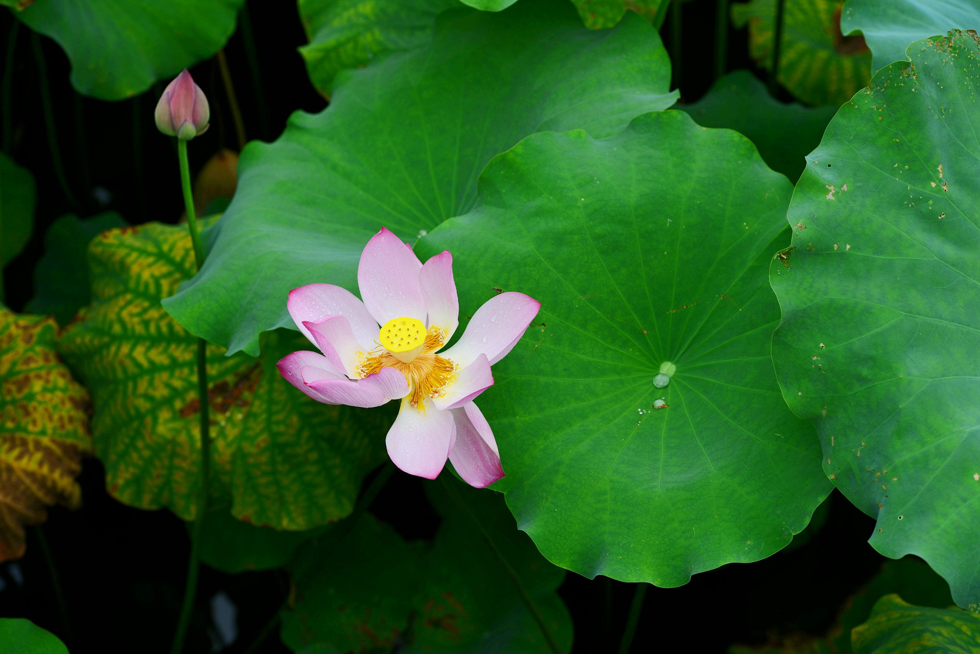 DSC_7299_副本.jpg