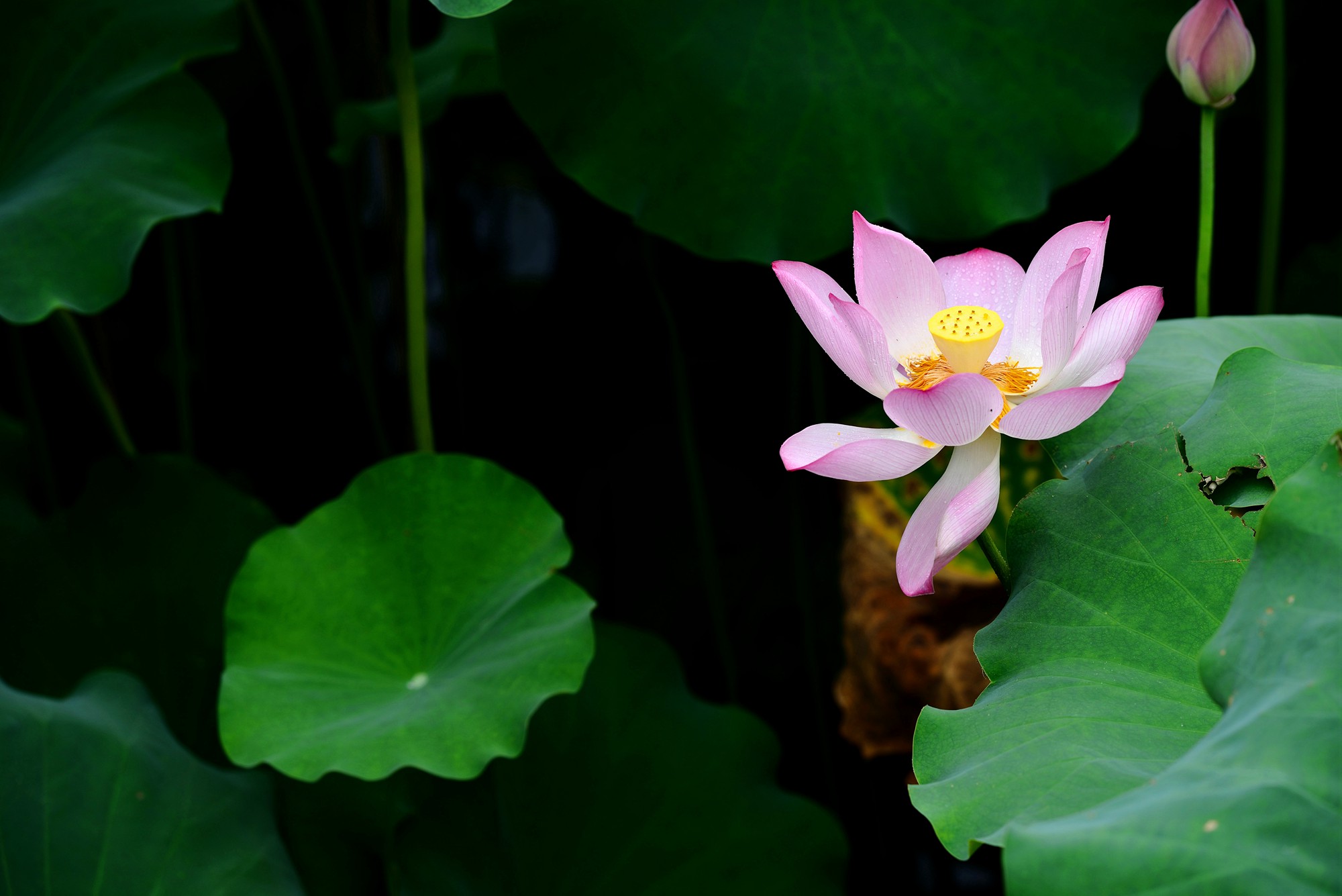 DSC_7303.jpg