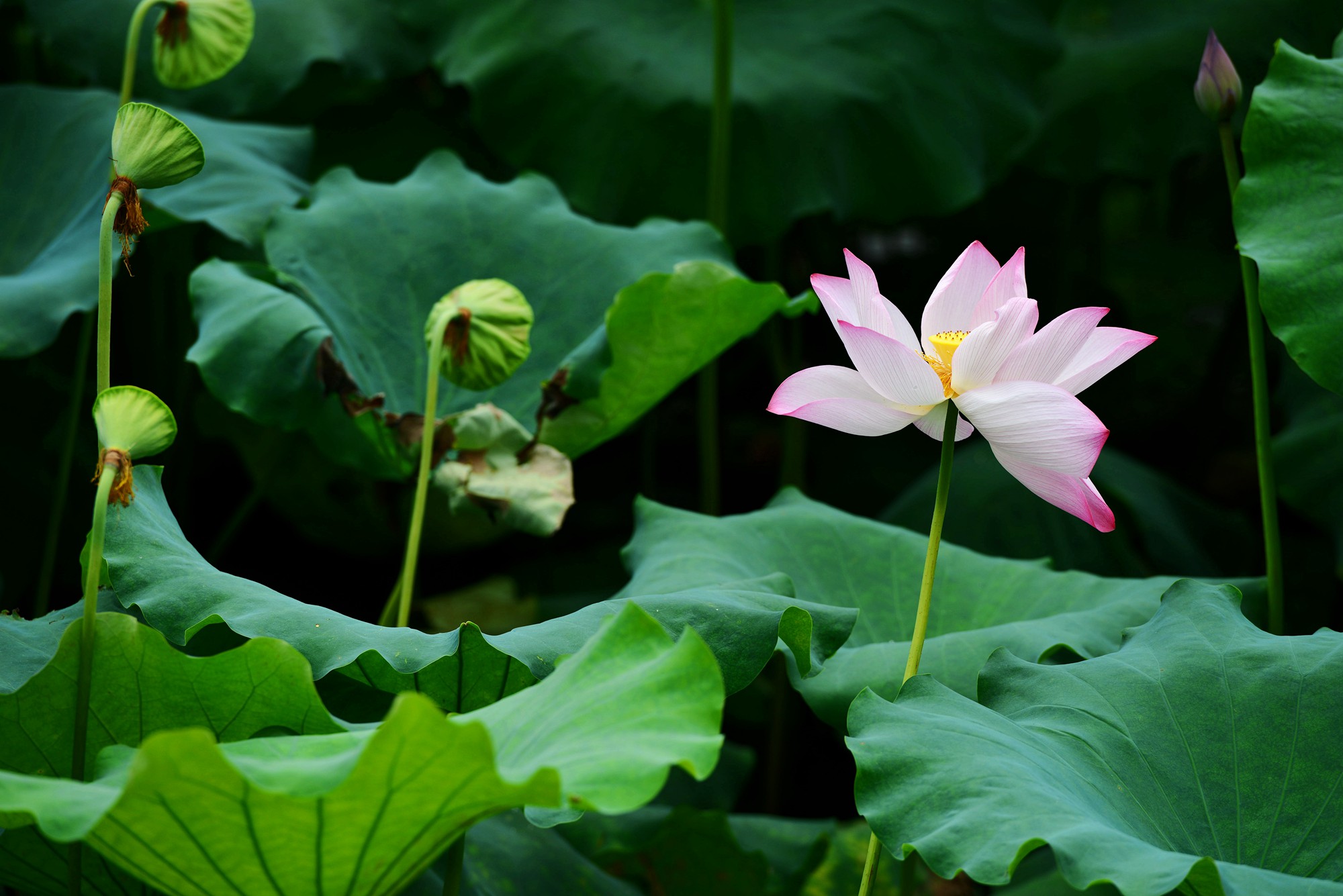 DSC_7326_副本.jpg