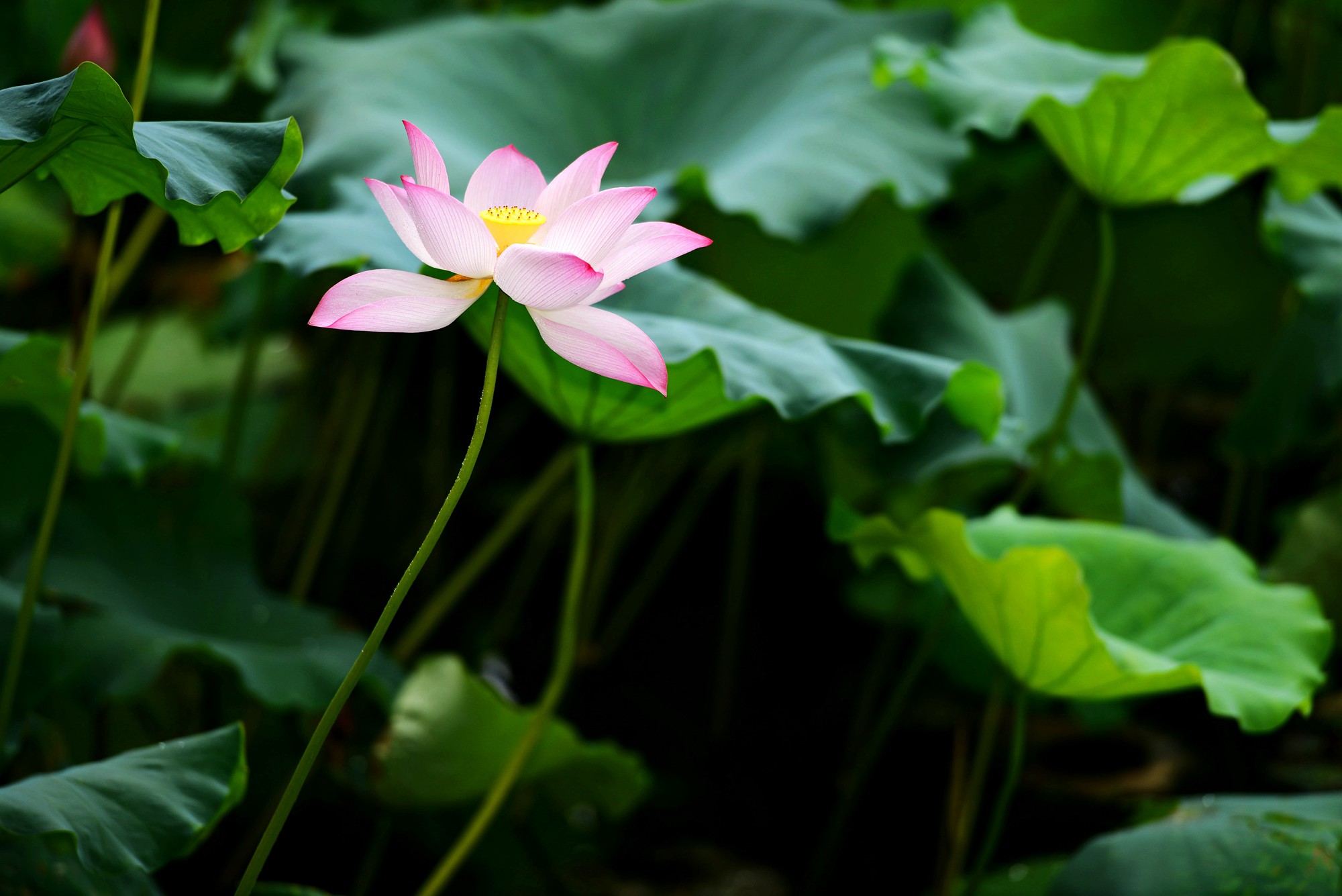 DSC_7334_副本.jpg