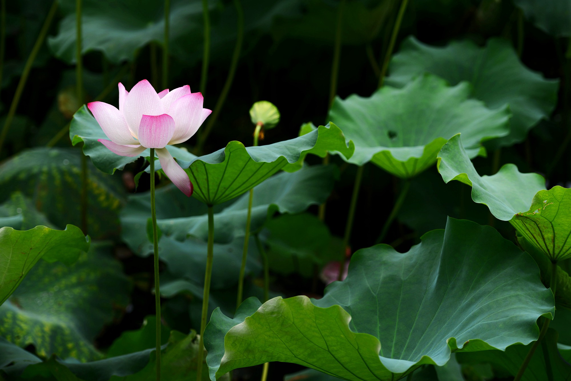 DSC_7346_副本.jpg