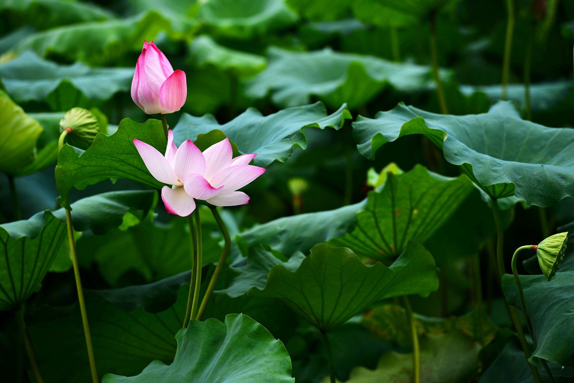 DSC_7350_副本.jpg