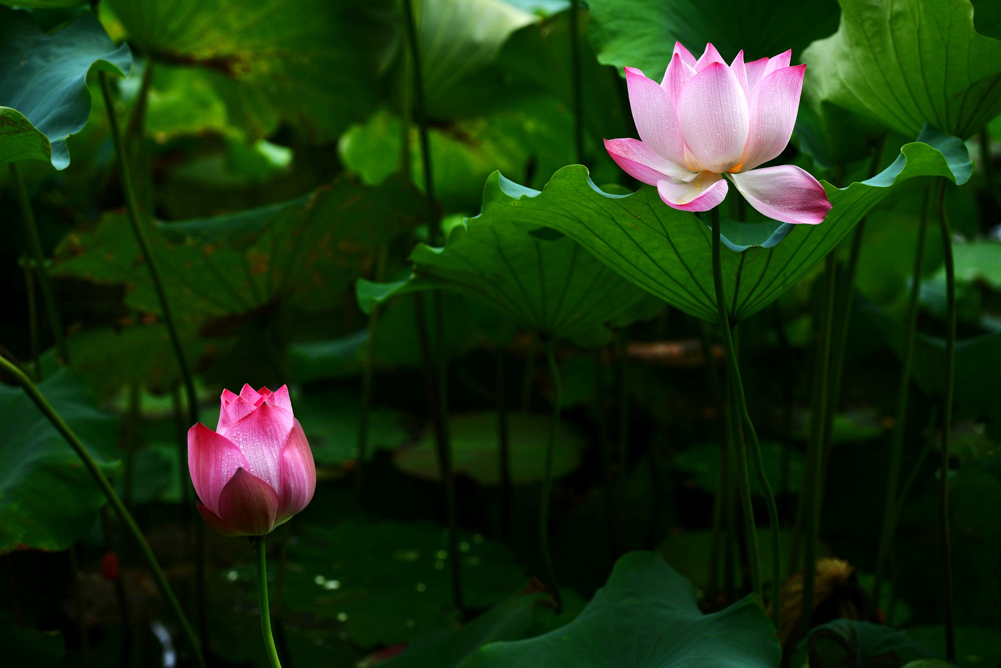 DSC_7356_副本.jpg