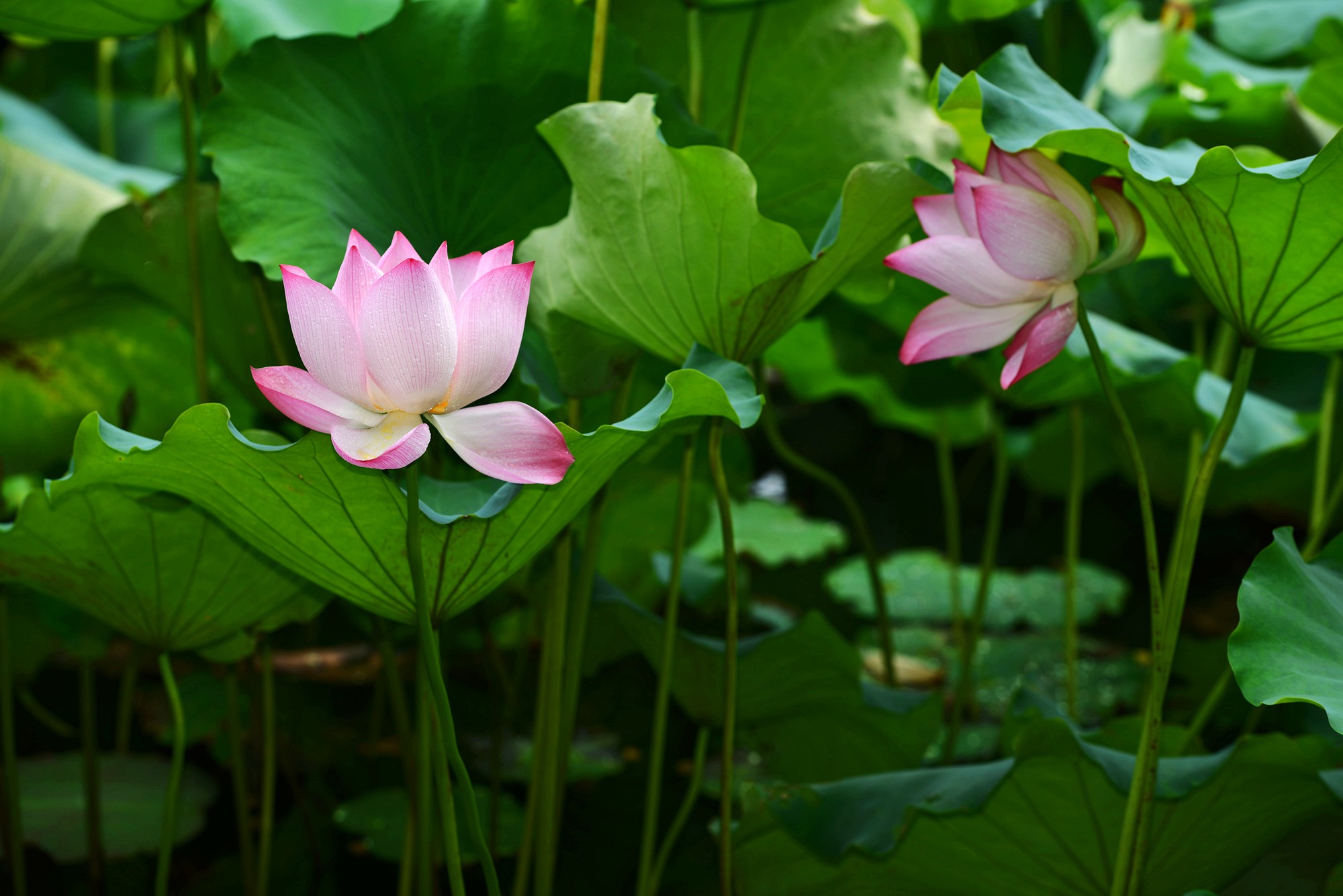 DSC_7359_副本.jpg