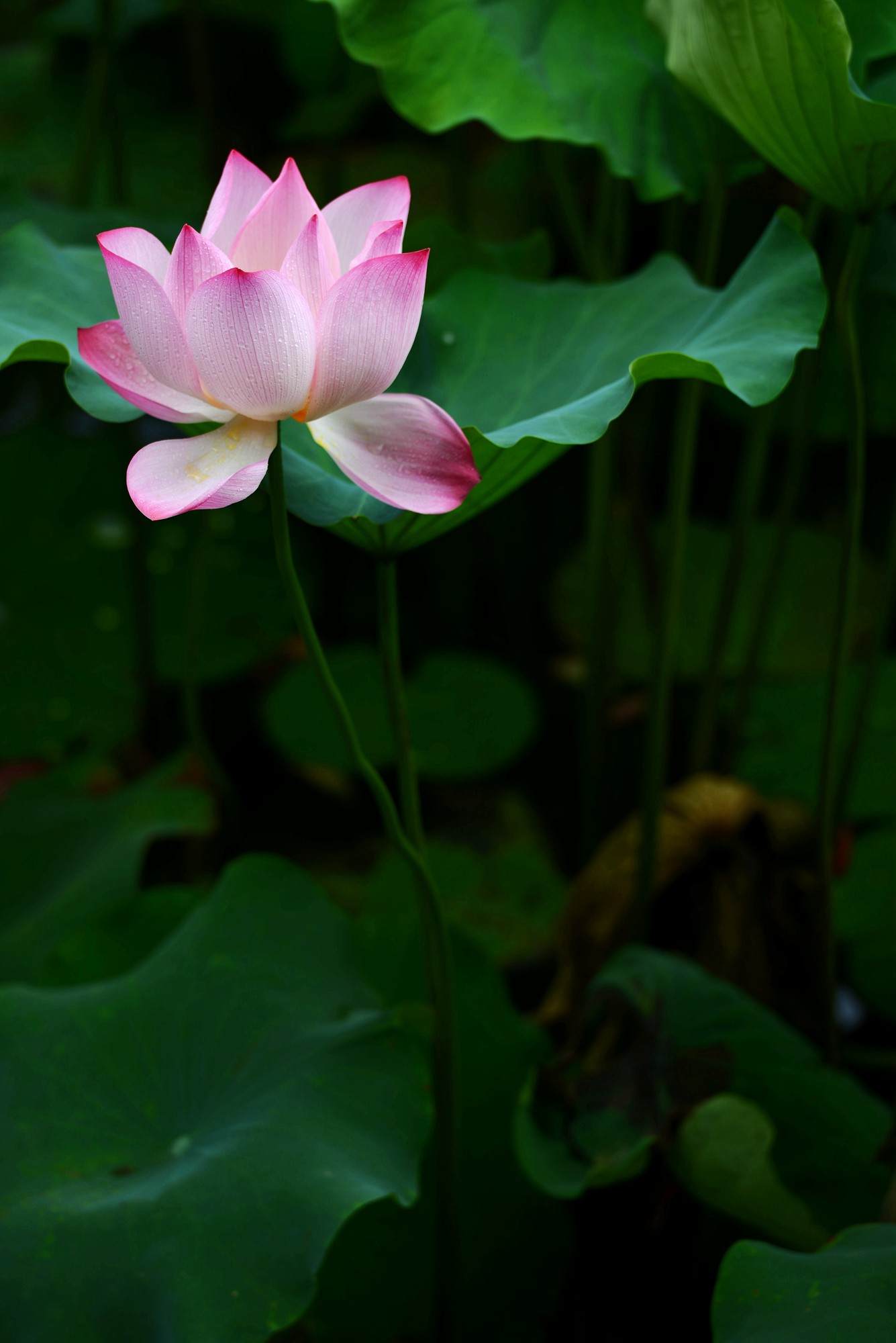 DSC_7366_副本.jpg