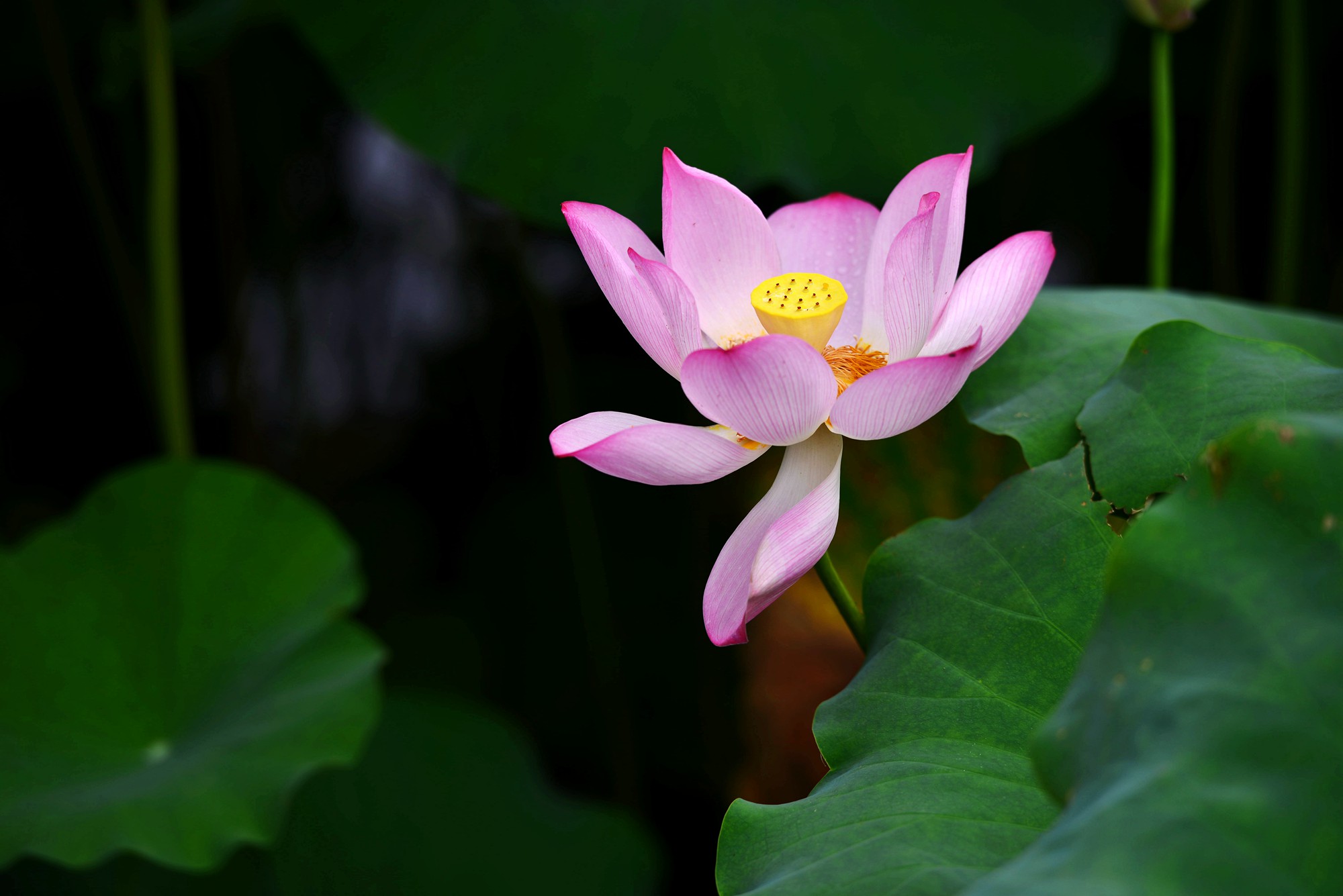 DSC_7377_副本.jpg