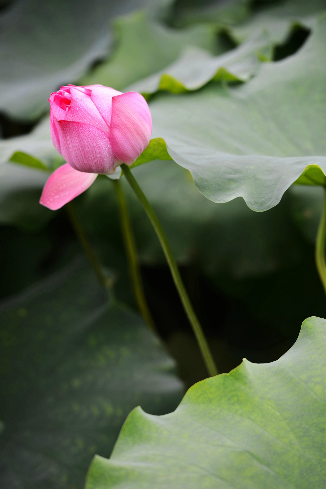DSC_7384_副本.jpg
