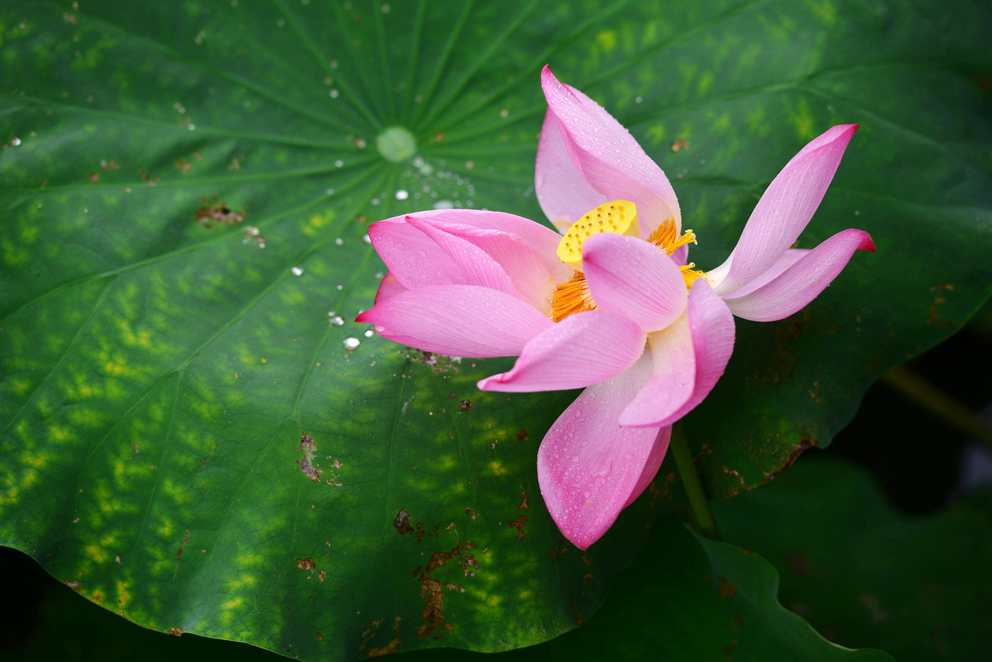 DSC_7387_副本.jpg