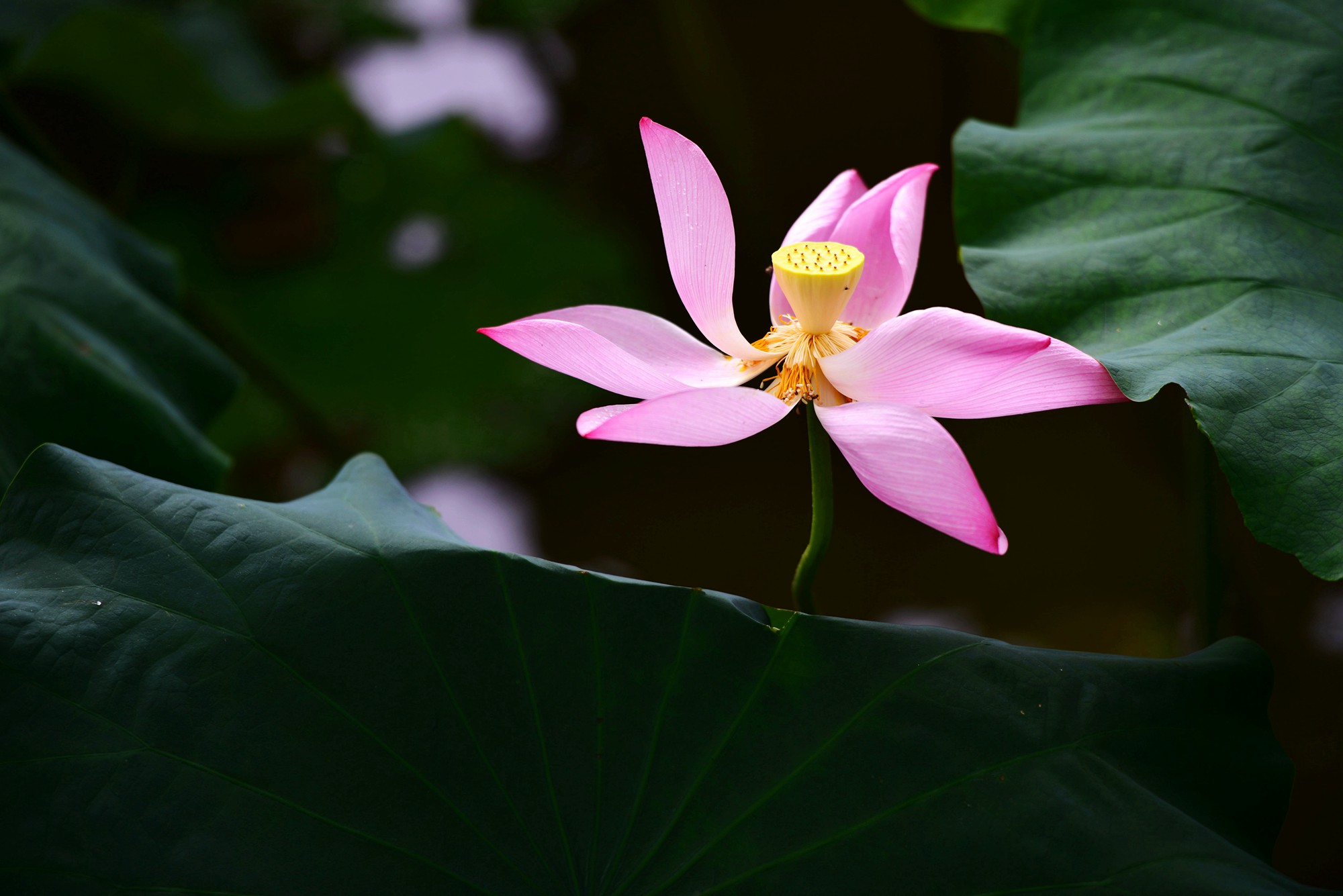 DSC_7394_副本.jpg