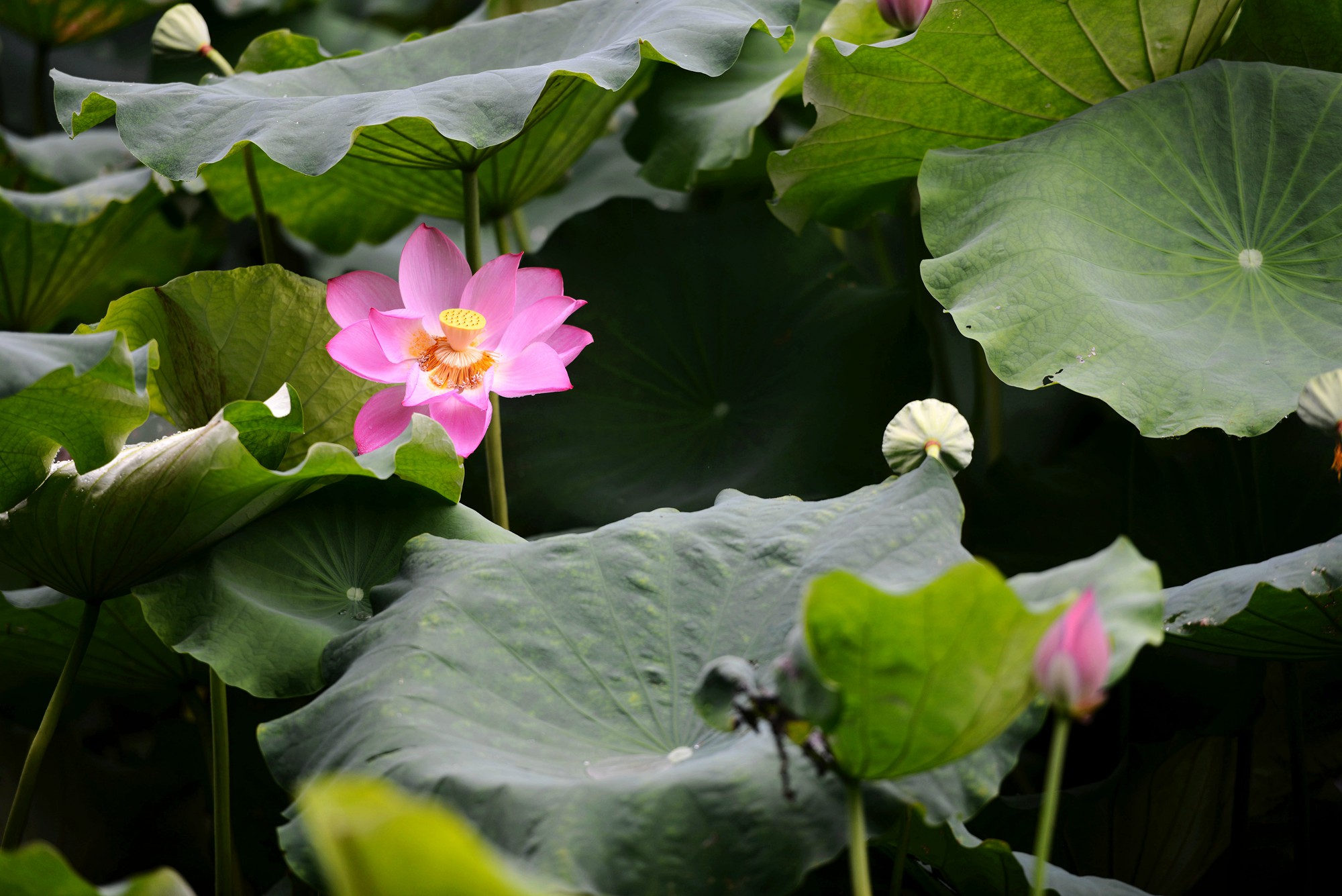 DSC_7412_副本.jpg