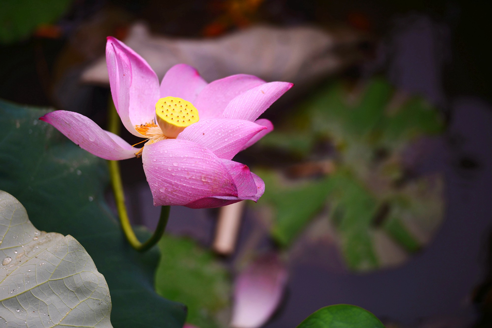 DSC_7414_副本.jpg