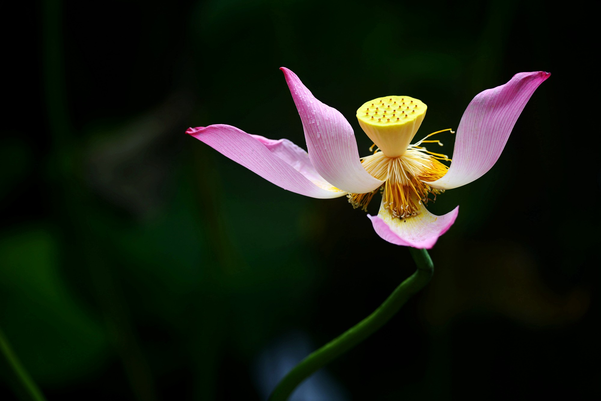 DSC_7424_副本.jpg