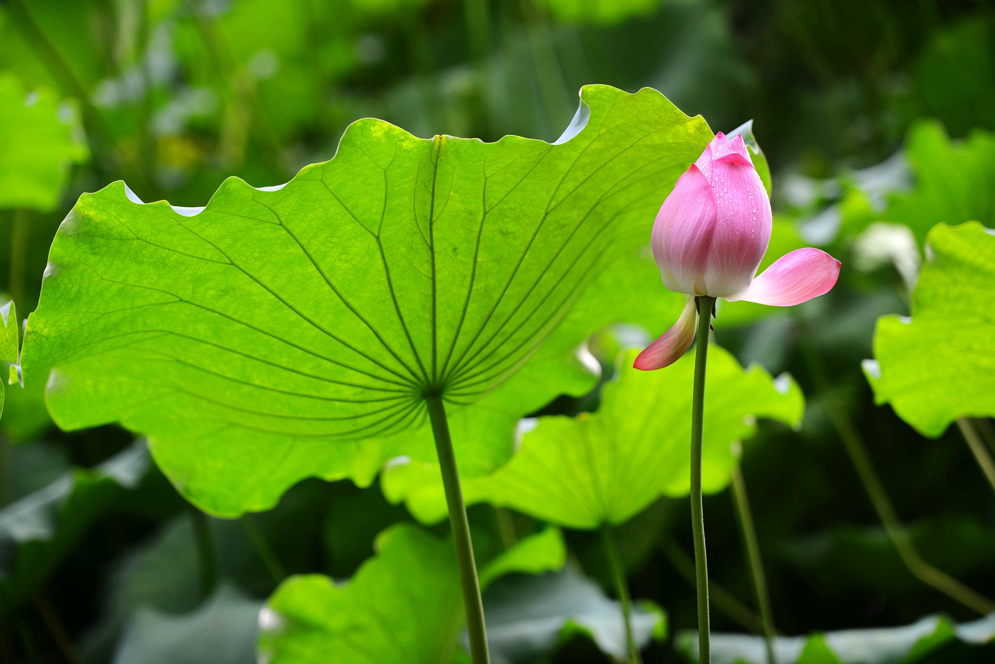 DSC_7427_副本.jpg