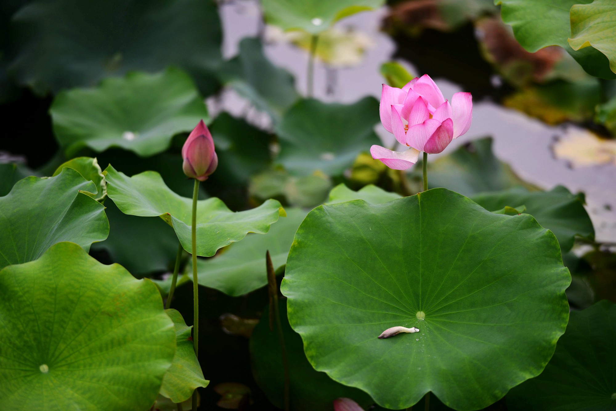 DSC_7487_副本.jpg