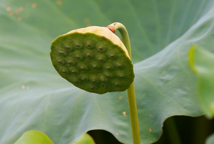 0S0A3358_conew2.JPG
