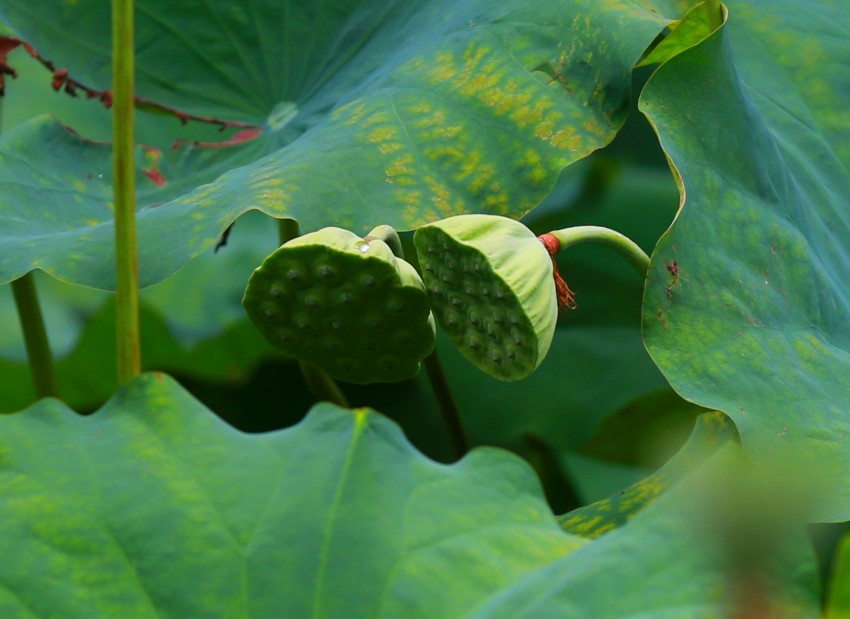 0S0A3315_conew2.JPG