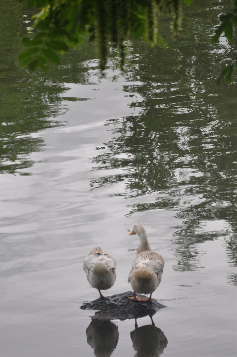 DSC_8190_2345看图王_看图王.jpg