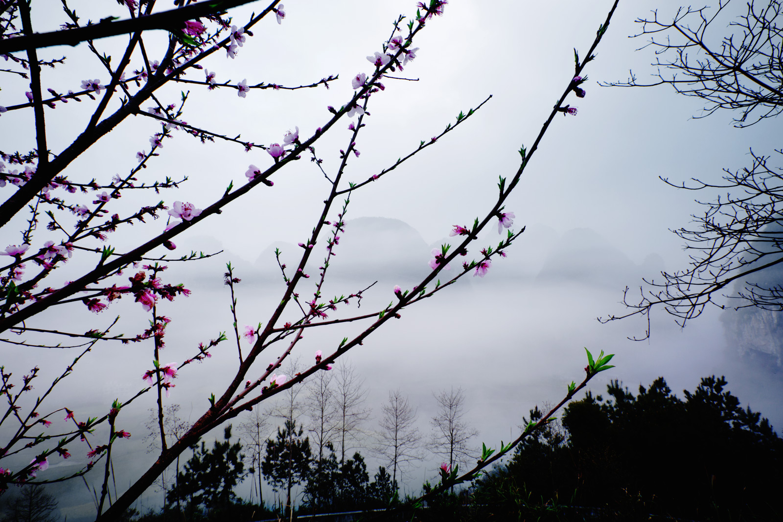 南丹县里湖桃花.jpg