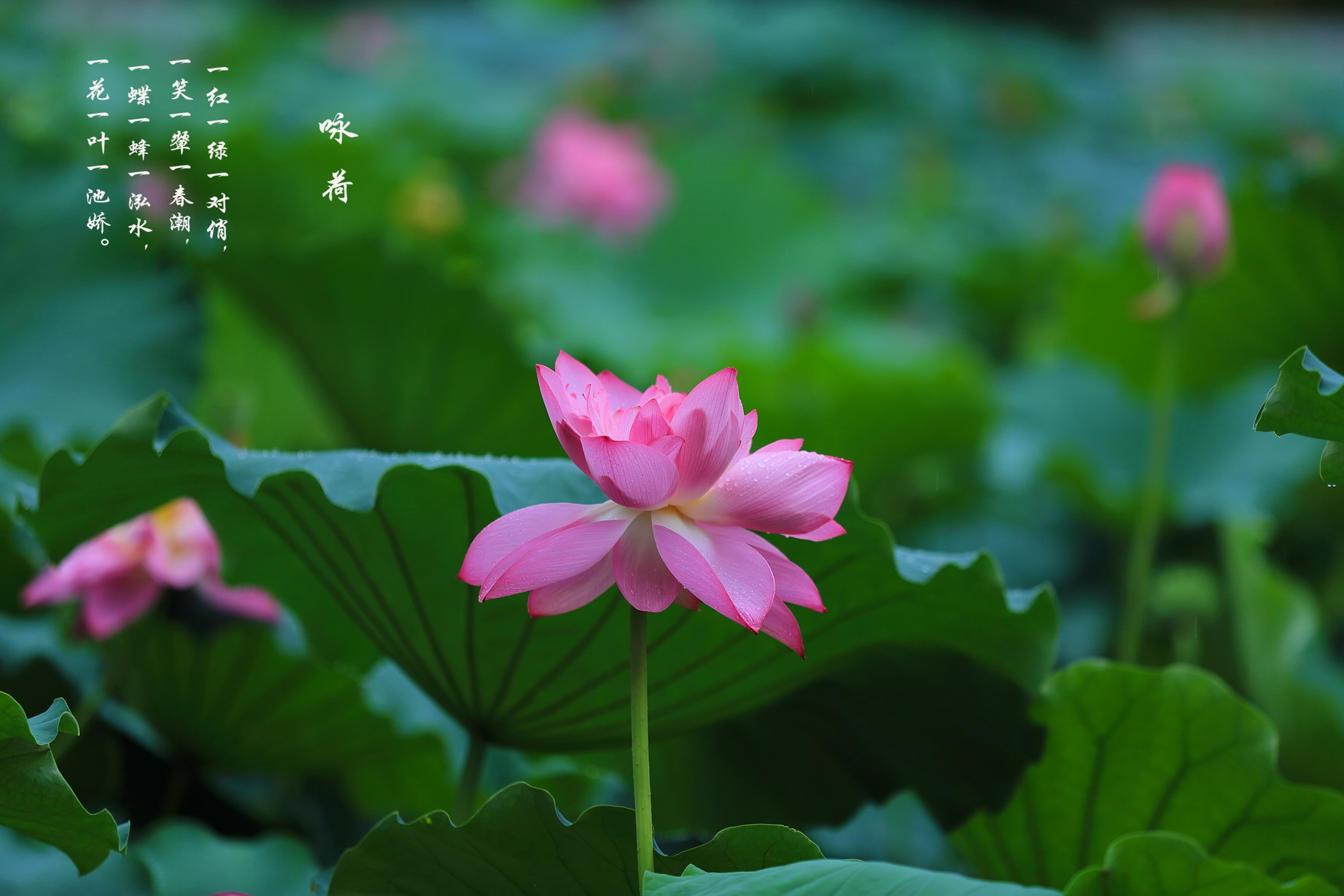 一花一叶一池娇09.jpg