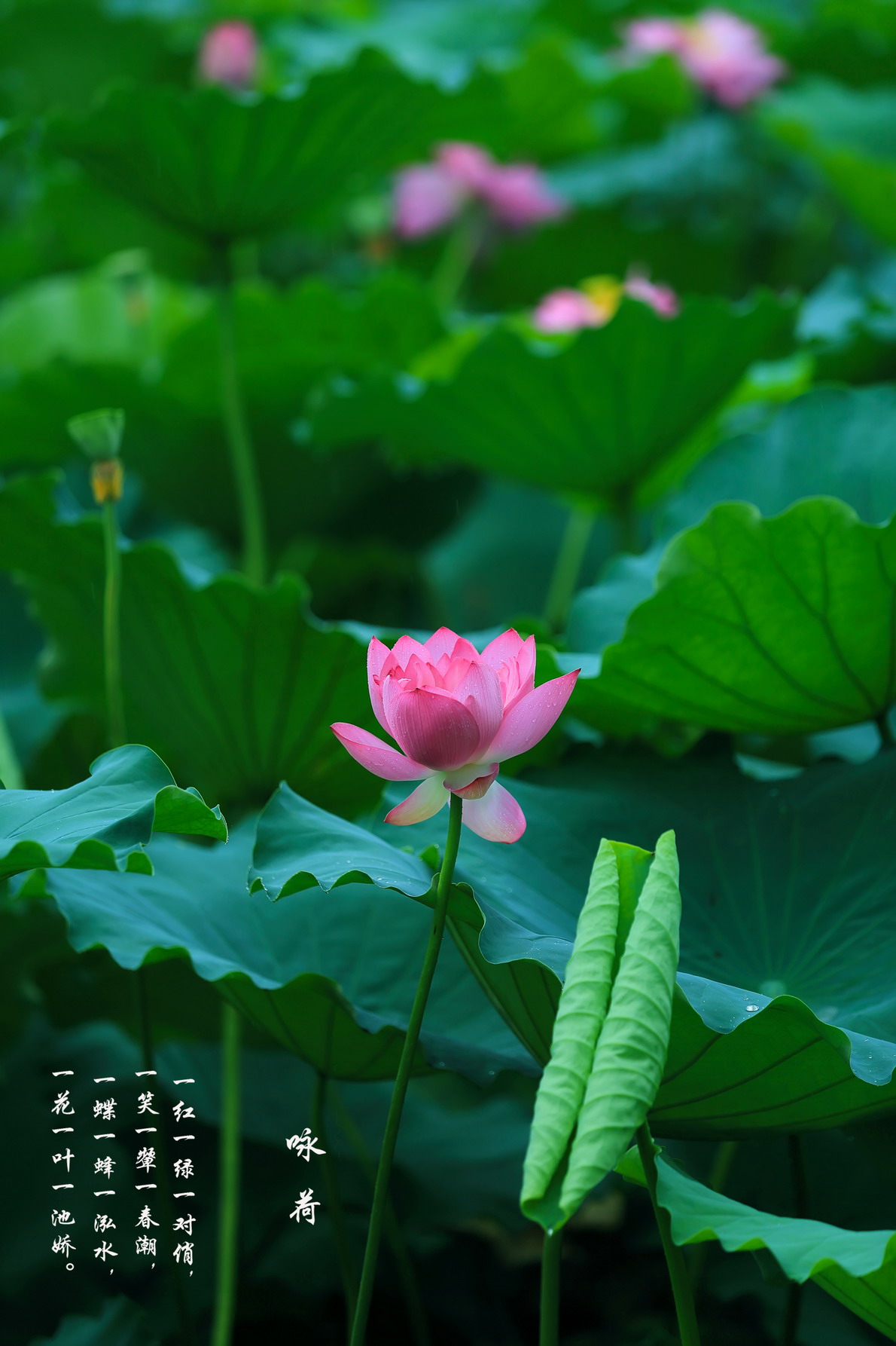 一花一叶一池娇08.jpg