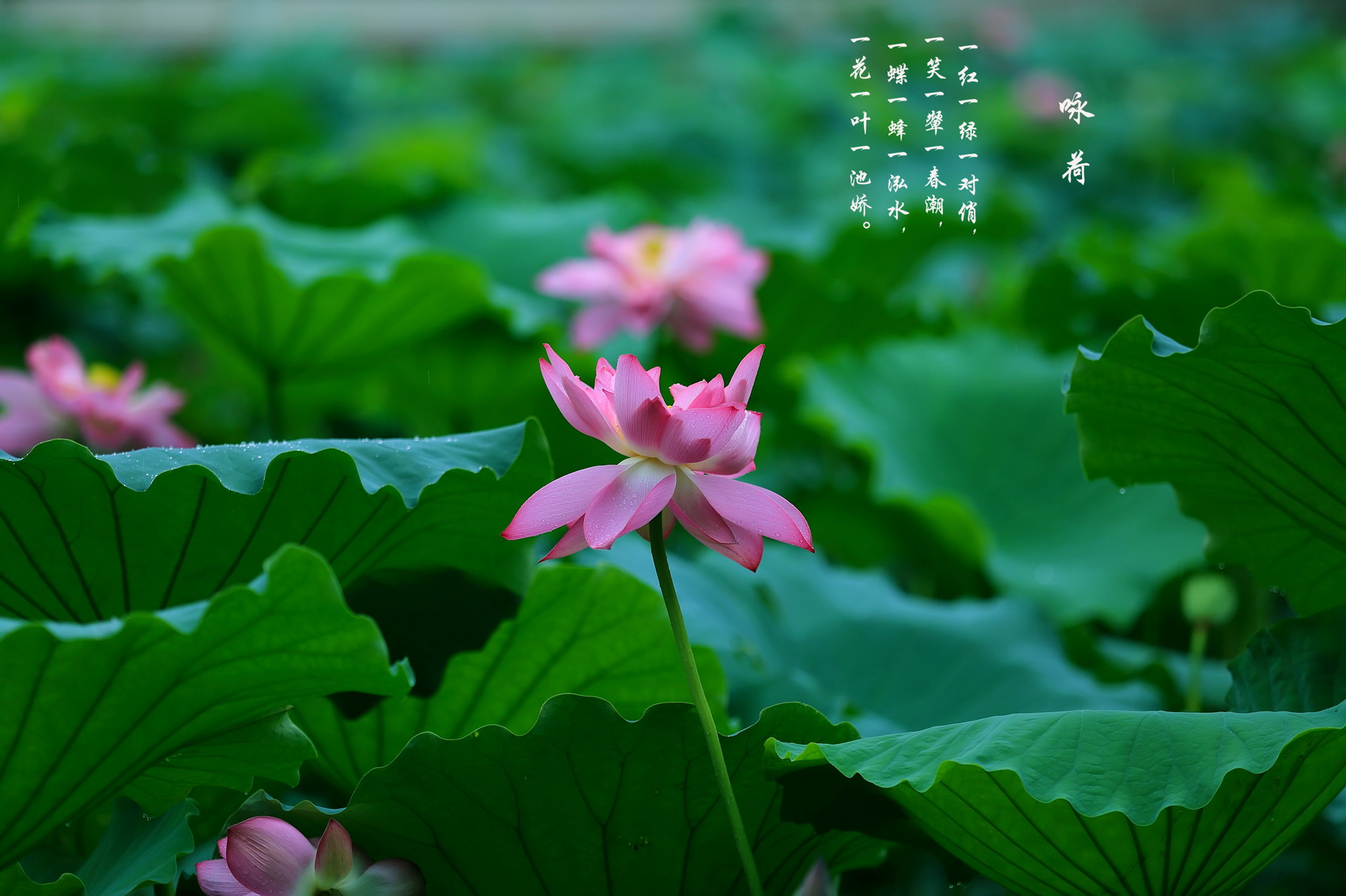 一花一叶一池娇07.jpg