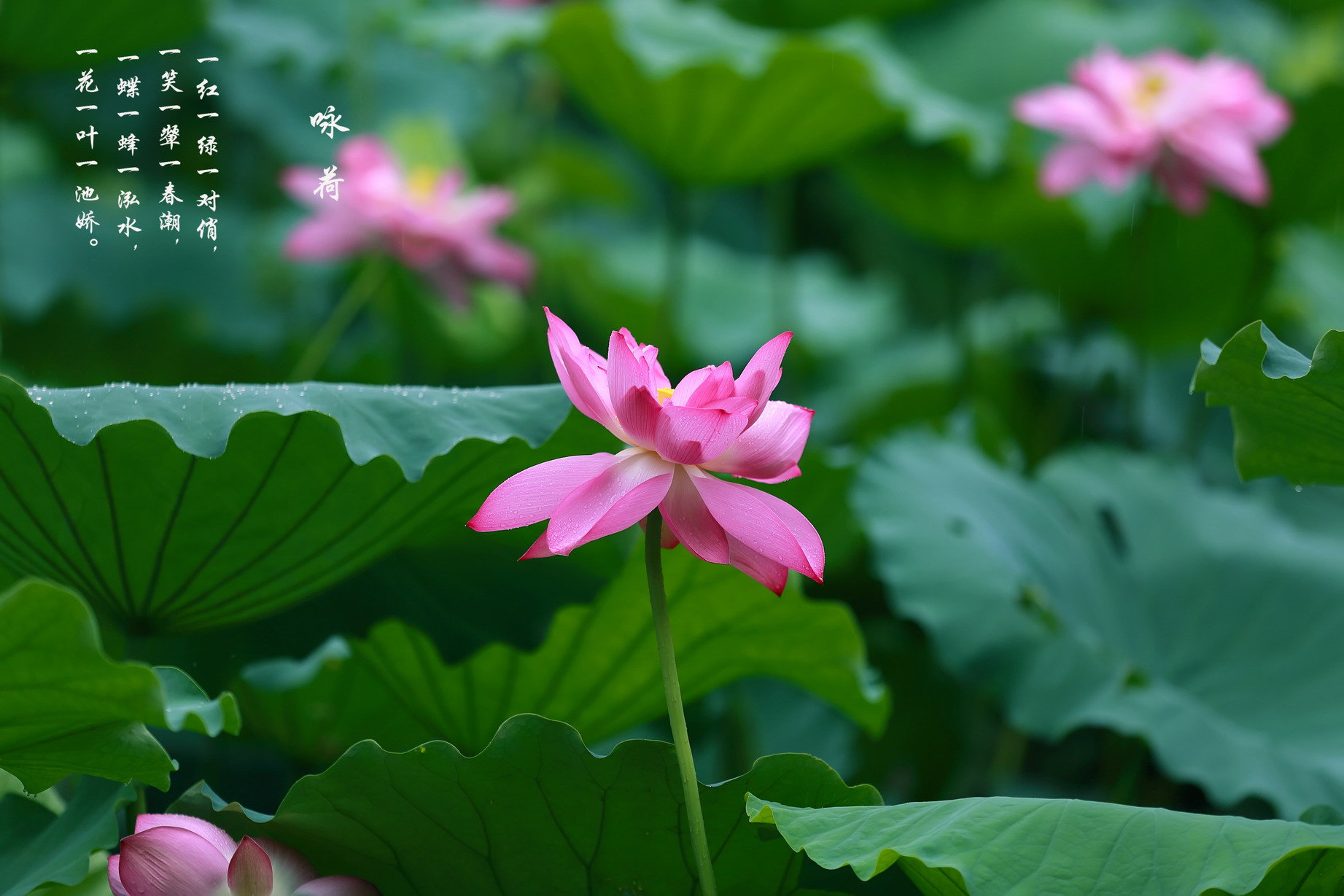 一花一叶一池娇04.jpg