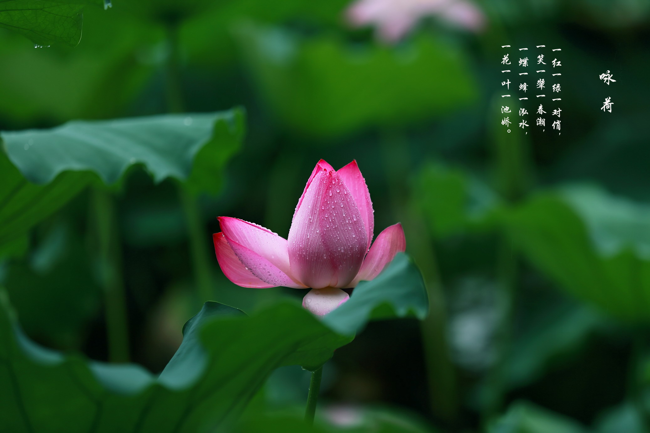 一花一叶一池娇03.jpg