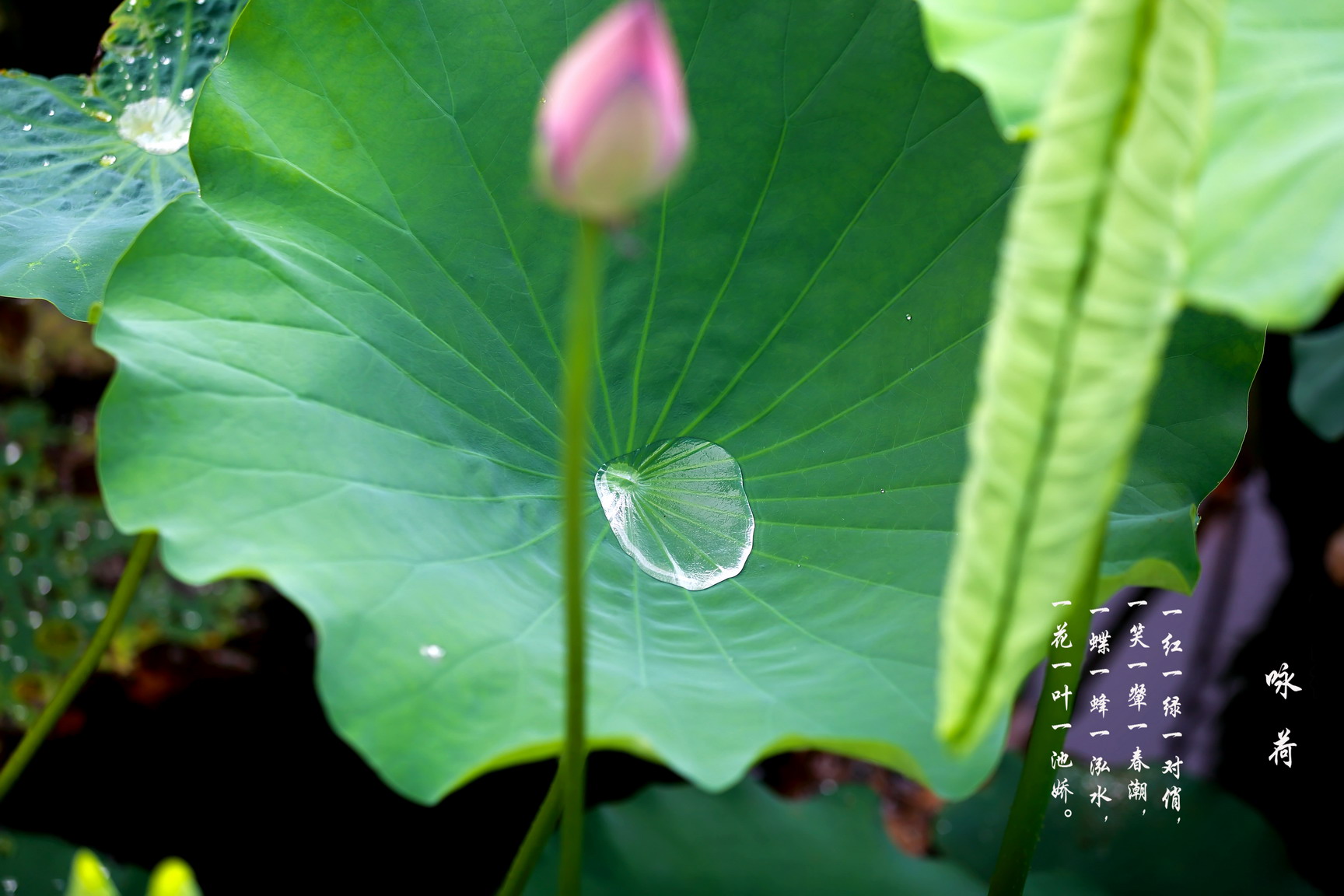 一花一叶一池娇02.jpg