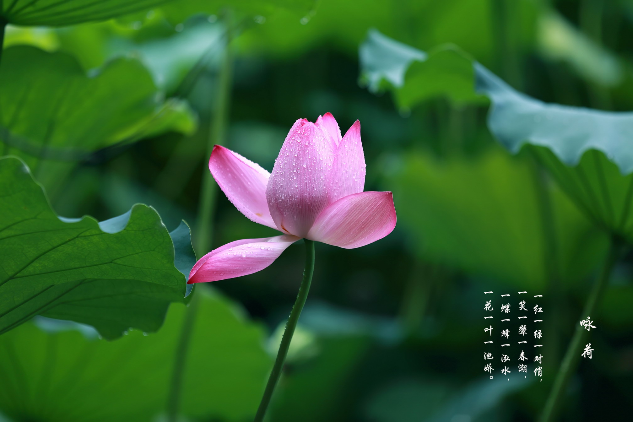 一花一叶一池娇01.jpg