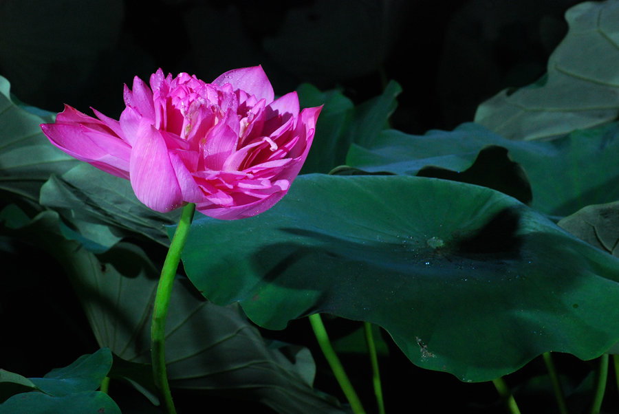 DSC_0888_鍓?湰.jpg