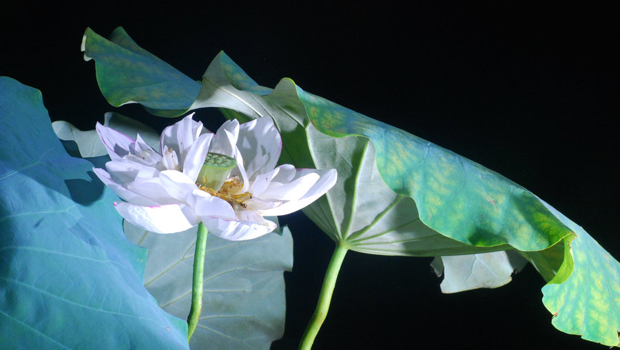 DSC_0901_鍓?湰.jpg