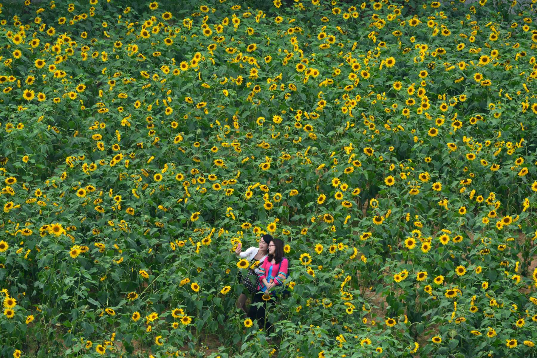 花季.jpg