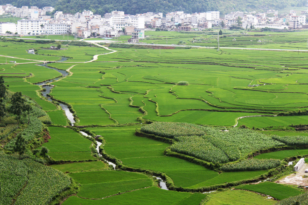 田野绿油油