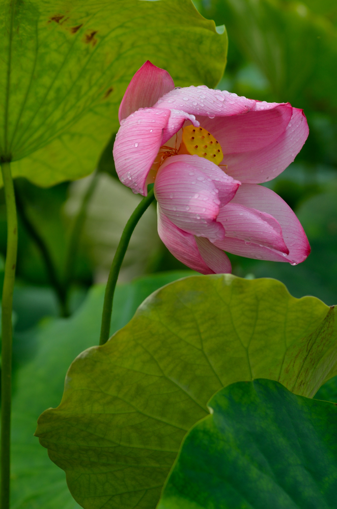 DSC_5666.JPG