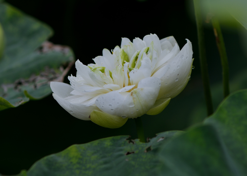 DSC_5722.JPG