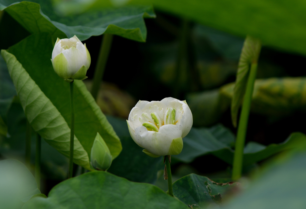DSC_5735.JPG
