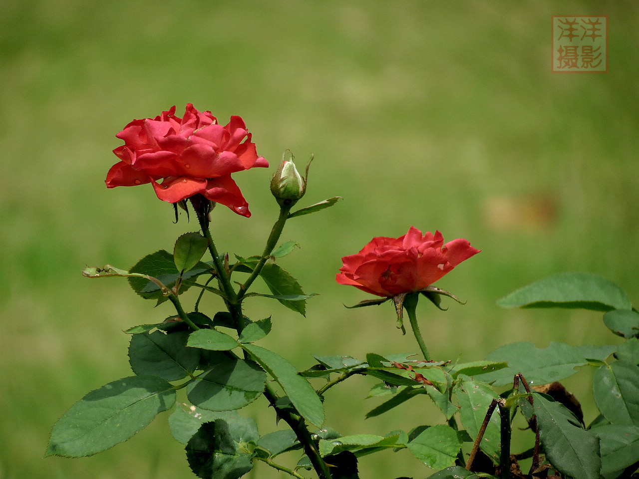 IMG_9599.JPG
