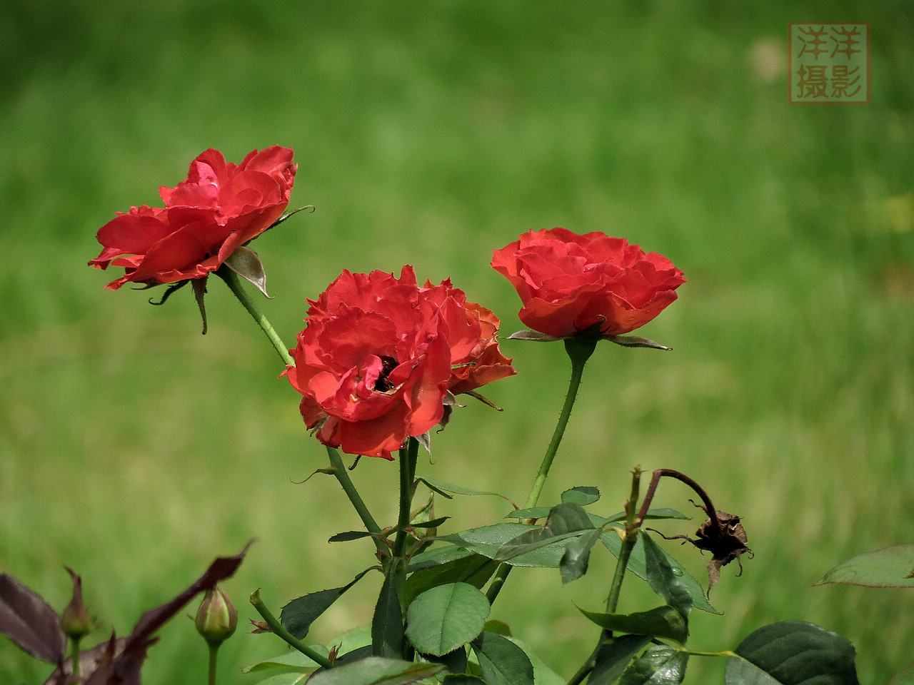 IMG_9600.JPG