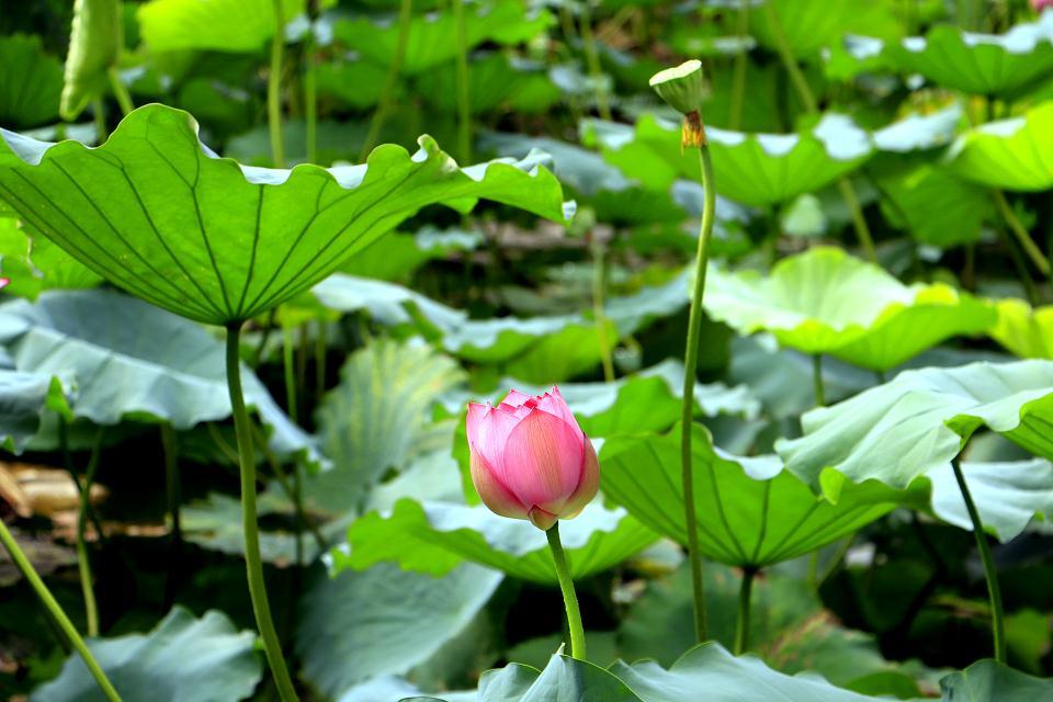 夏日荷趣