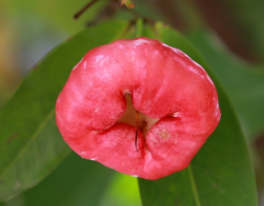 0S0A4011_conew2.JPG