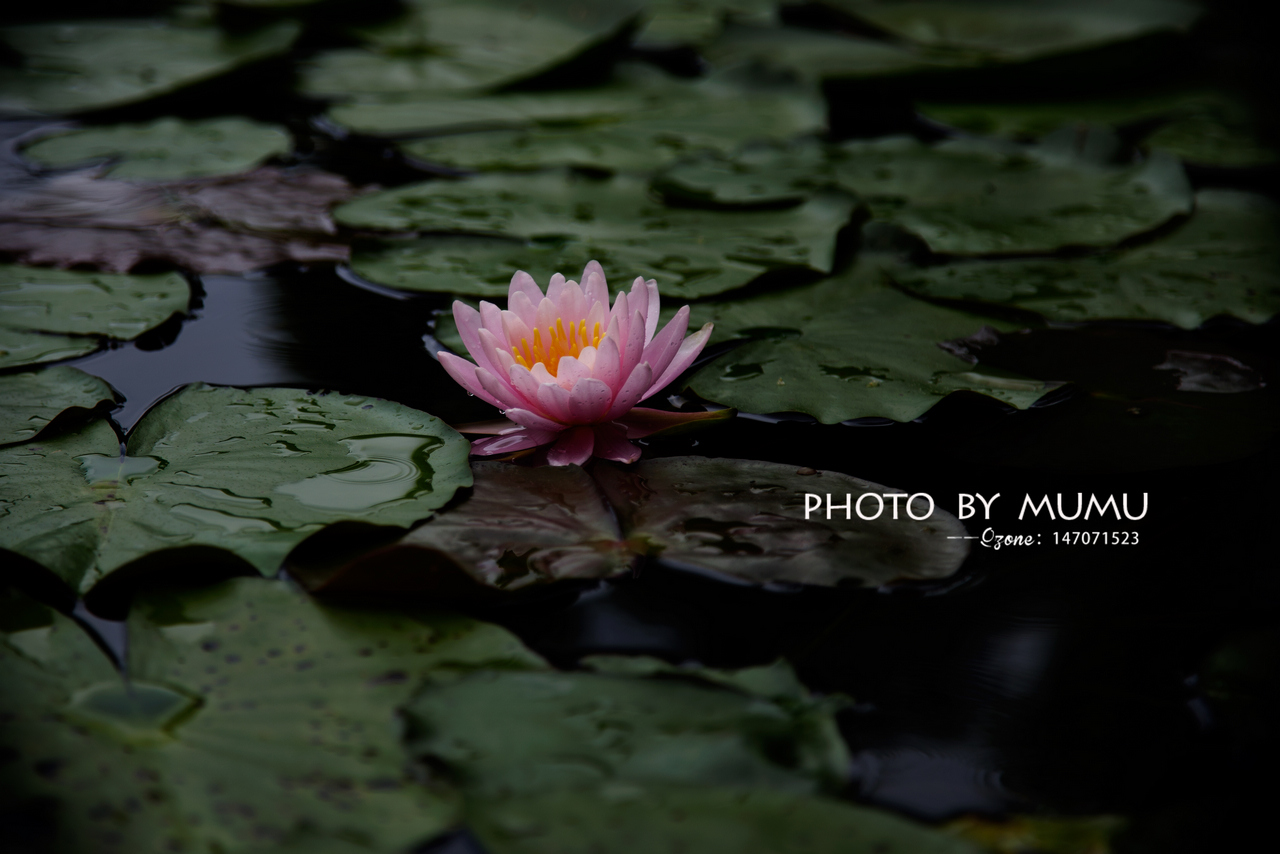 _MG_7031.jpg