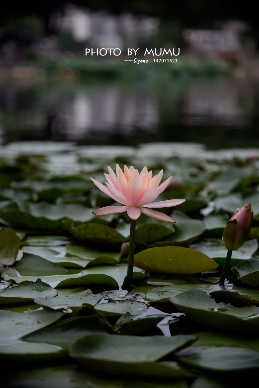 _MG_7037.jpg