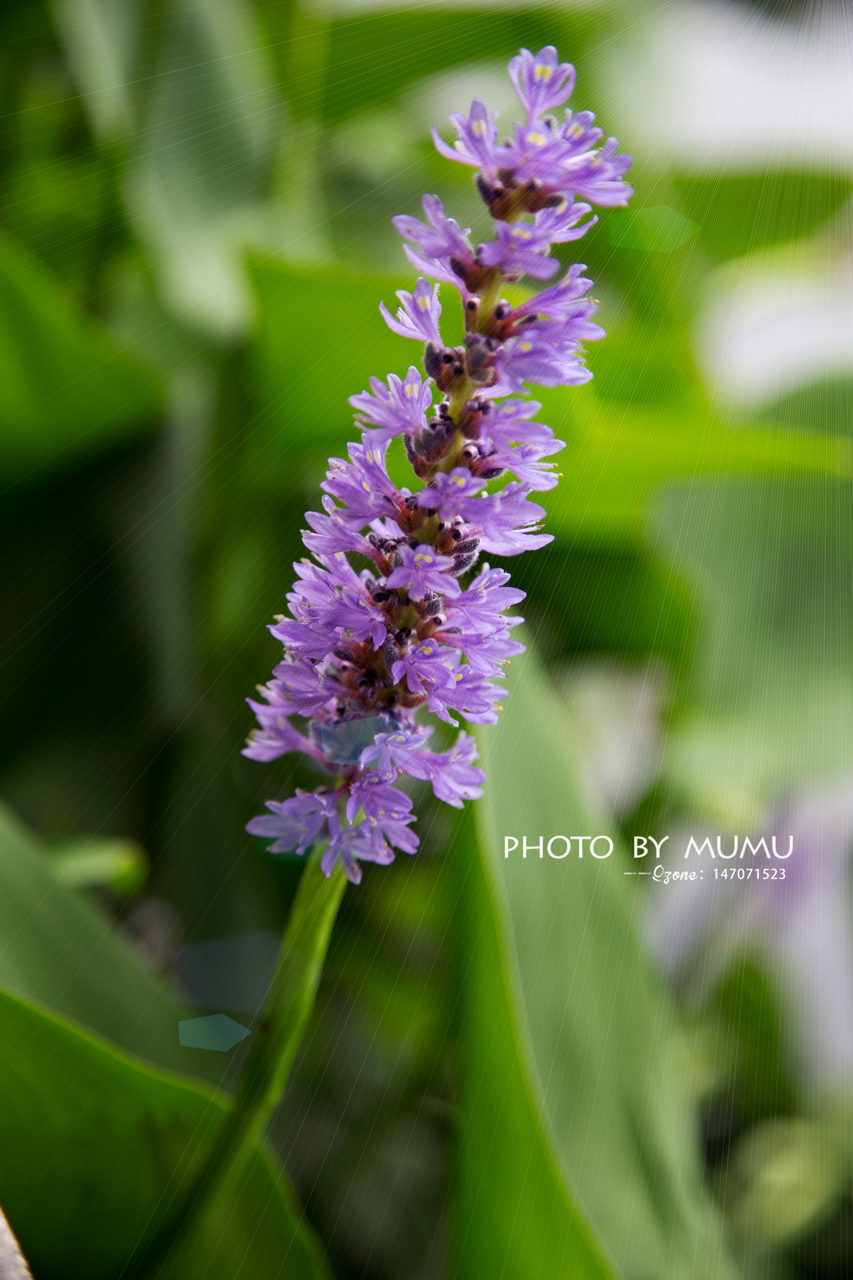 _MG_7047.jpg
