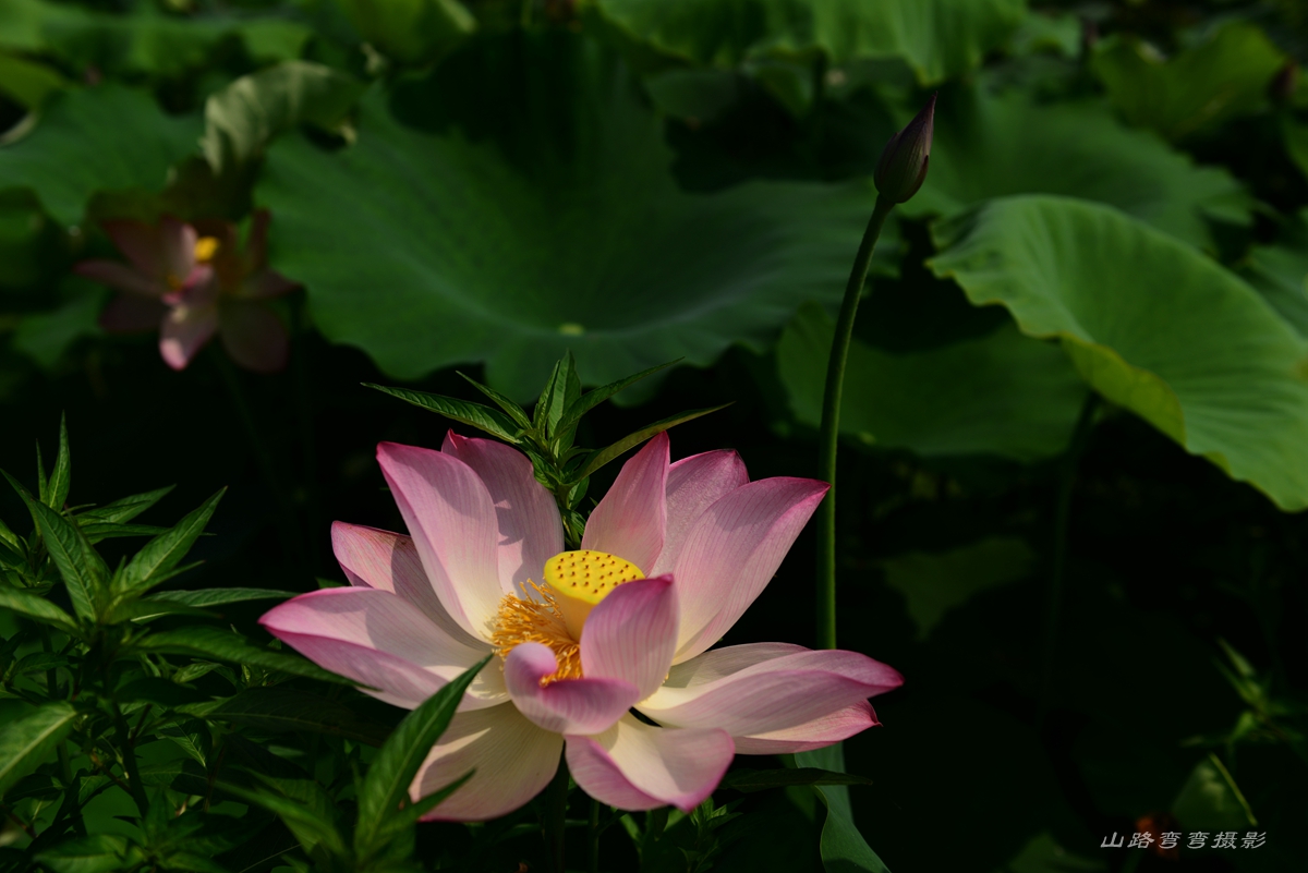 DSC_4150.JPG