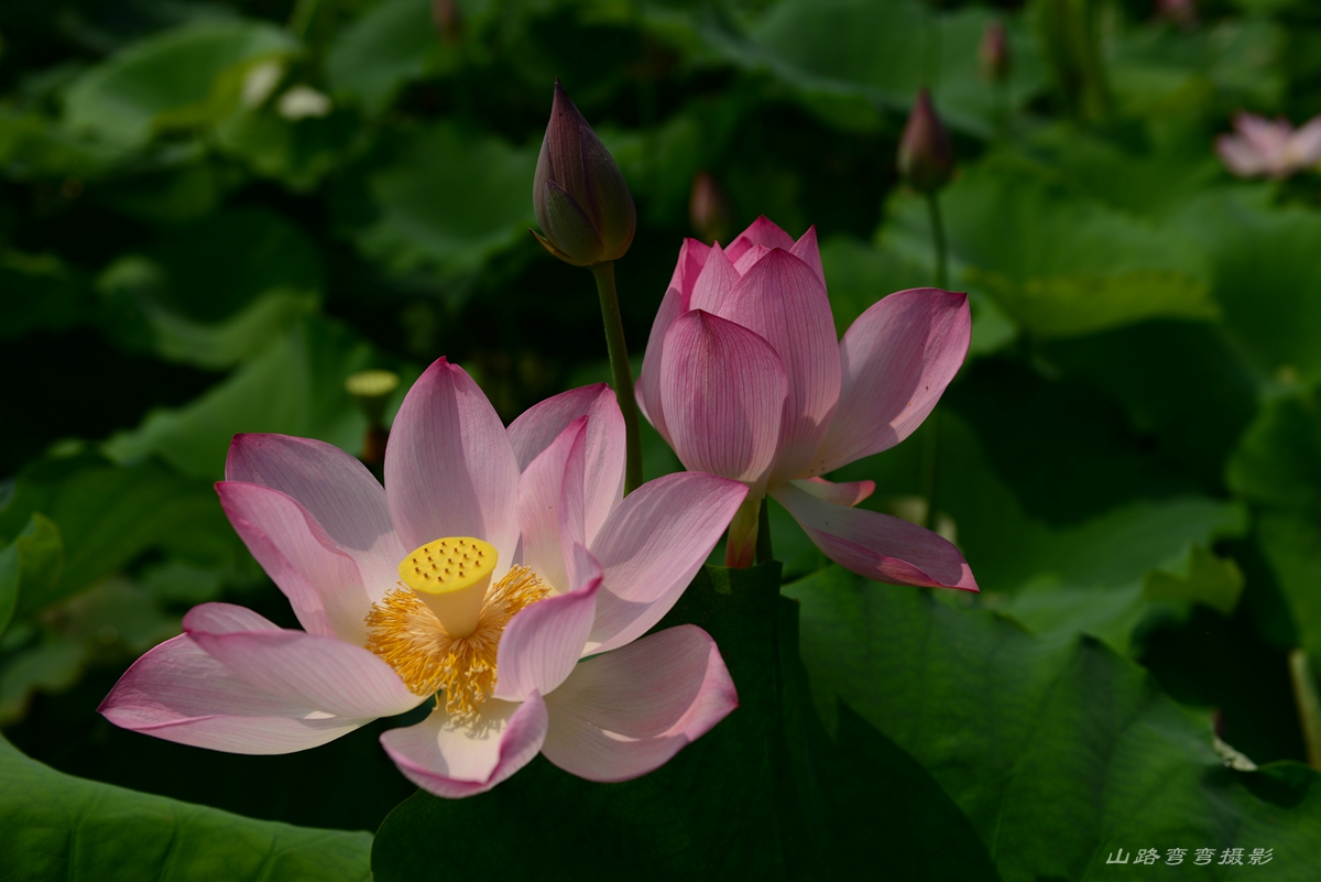 DSC_4159.JPG