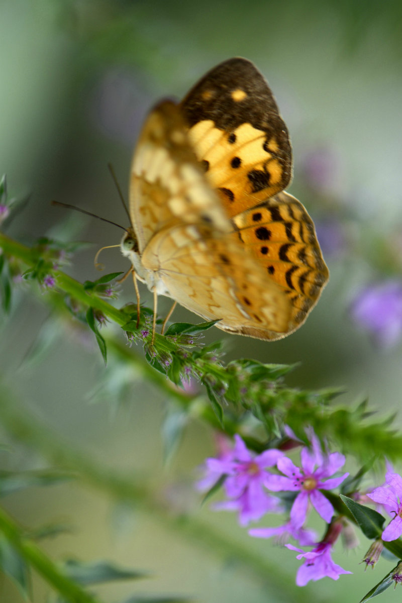 _DSC7742_鍓?湰.jpg