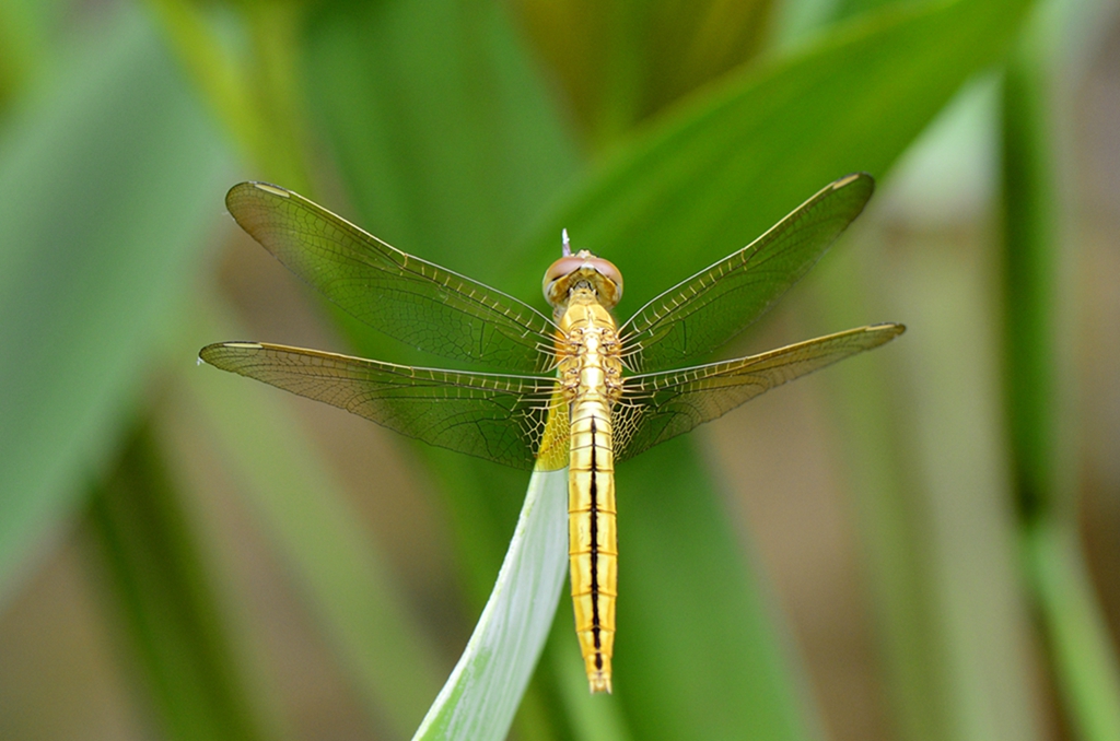 _DSC6786_副本.jpg