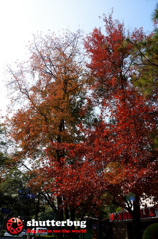 DSC_2559.jpg