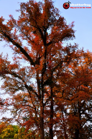 DSC_2611.jpg