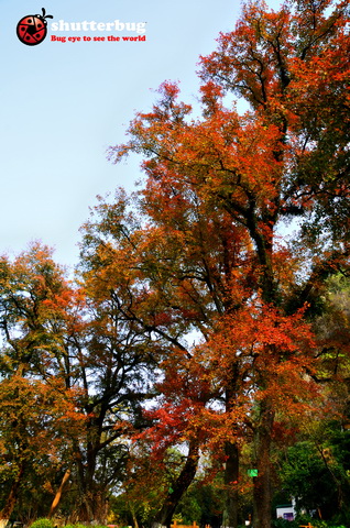 DSC_2613.jpg